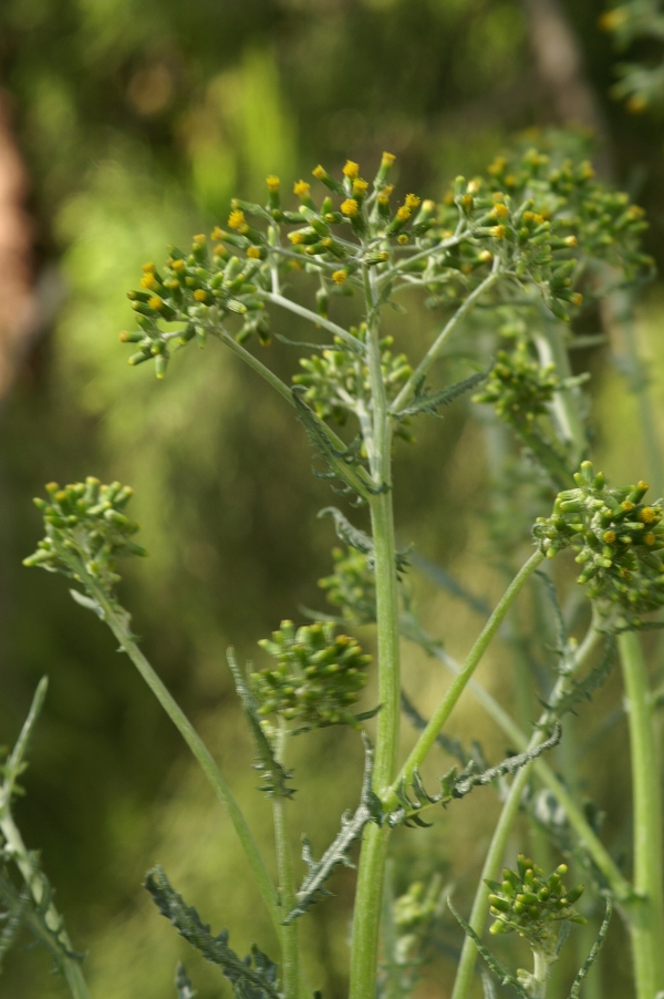 Senecio glomeratus